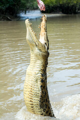 crocodile in the water