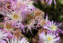 Honey Bee On Flowers Of Hardy Ice Plant