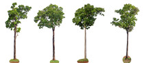 Trees Collection Isolated On White Background