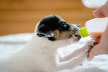 Portrait Of A Crossbreed Puppy Being Fed Supplemental Milk