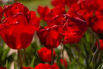 Wall Mural - red tulips in the garden