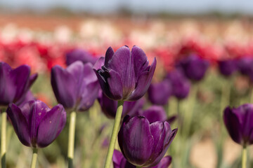 Wall Mural - purple tulips in the garden