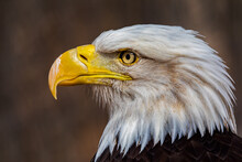 "Mature Bald Eagle Portrait