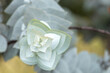© Austockphoto - silvery green gum leaves with new growth