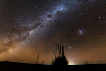 Grass Tree Silhouette Against Milky Way