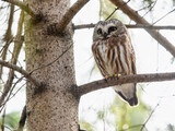 Fototapeta Las - Northern saw-whet owl sitting on pine tree branch in early spring