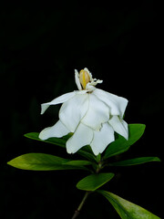 Canvas Print - Close up Cape jasmine, Gardenia jasmine flower on dark background.