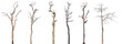 Leinwandbild Motiv dead trees or dry tree collection isolated on white background.