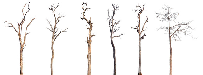 dead trees or dry tree collection isolated on white background.