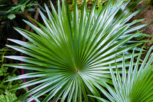 Close Up Of Green Fan Plant