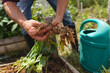 © Wavebreak Media - Hands of young male farmer harvesting ginger plants at organic farm
