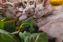 Pigs And Piglets Are Eating Fresh Organic Rhubarb Leaves In Pen At Farm