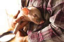 Midsection Of Male Farmer Carrying Young Piglet In Arms At Pen In Organic Farm