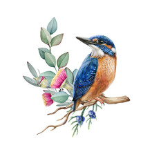 Kingfisher Bird On Eucalyptus Branch. Watercolor Illustration. Hand Drawn Realistic Kingfisher On The Branch With Flowers. Watercolor Wildlife Bright Bird