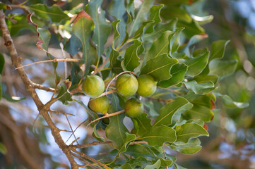 Wall Mural - Hard green Australian macadamia nuts hanging on branches on big tree