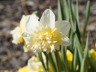 Poster - Narcissus | Narcisse ou jonquille 'Petit Four' à fleurs doubles à pétales blanc, corolle frisottée et tubulaire entouré d'une collerette blanche teintée de jaune au sommet de tiges vert moyen