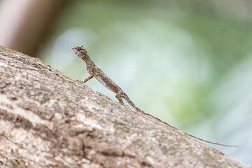 Canvas Print - Beautiful Flying lizard in the Draco genus in the Tangkoko nature reserve on the Indonesian island of Sulawesi, during a ecotourism jungle hike