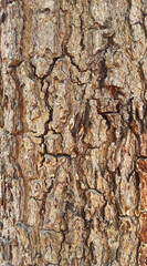 Wall Mural - Tree bark texture