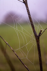 Spiderweb