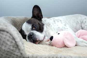 Wall Mural - French Bulldog sleeping with his teddy dog toy