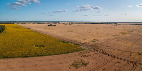 Poster - Aerial view on the field of blooming sunflowers and rye. Agricultural fields