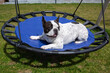 French Bulldog lying on a garden swing