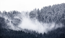 Misty Morning In The Snow Covered Trees On The Mountains