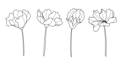 Line art cosmos flower illustration vector on white background