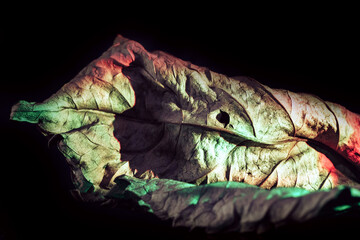 Aufkleber - Beautiful abstract leaf in neon light. Minimalism modern style concept. Background pattern for design.