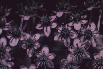 Leinwandbilder - Beautiful pink flower on a magic shine background. Macro photography view. Close-up of pixel.