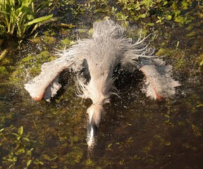 Wall Mural - Magnificent Great Blue Heron bathing beauty 