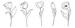 © Gunyanut - Line art tulip flower illustration vector on white background