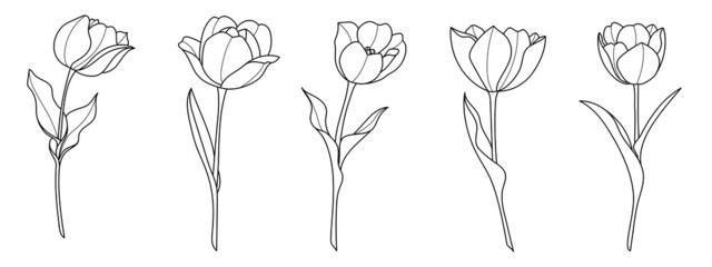 Line art tulip flower illustration vector on white background