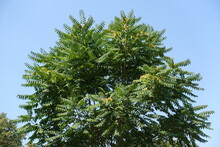 Blue Sky And Crown Of Ailanthus Altissima In August