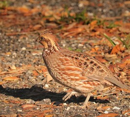 Poster - Queen female bobwhite quail 