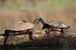 Wasserschildkröte (Testudines)