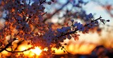 Fototapeta Tulipany - Kwiat jabłoni z zachodzącym wiosennym słońcem w tle