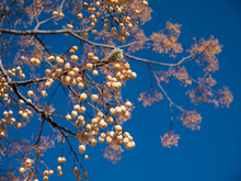 Chinaberry Tree Or Melia Azedarach Fruits