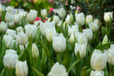 Fototapeta Tulipany - Beautiful white tulips in the morning tulip garden