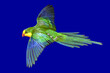 © milkovasa - The superb parrot (Polytelis swainsonii) flying on a blue background