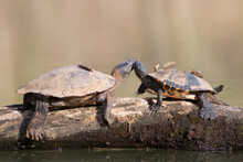 Two Turtles On A Log