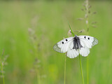Fototapeta Na drzwi - Clouded Apollo (Parnassius mnemosyne) butterfly in a meadow