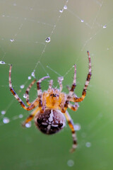 Macro photo of spider