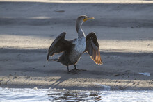 Cormorant Open Wings In Baja California Mexico In Cortez Sea