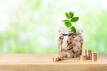 Money Coins In Glass Jar And Green Plant. Savings, Banking, Investment, Retirement Funds Or Sustainable Business Development Concept