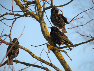 bird of prey