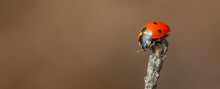 Ladybug Sitting On Abranch Warm Spring Day