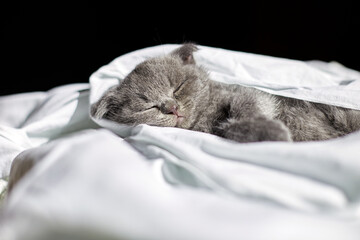 Wall Mural - Cute british gray kitten sleeping on the bed at home, funny cat sleep. Love animals, pet.