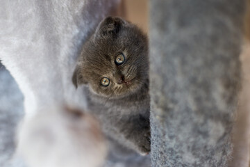 Wall Mural - Cute playful british gray kitten playing on Furniture Scratching Deterrent Tree at home, Scratcher Posts, funny cat. Love animals, pet.