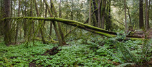 A Tangle Of Trees And Understory Vegetation Thrive In Tryon State Park, Lake Oswego, Oregon. This Part Of The Country Is Home To Temperate Rainforests Which Serve As Habitats For Many Species.
